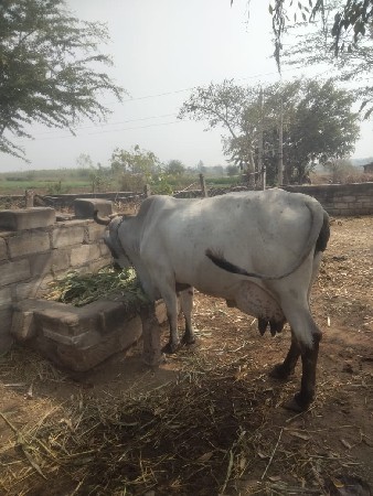 થંબનેલ 2