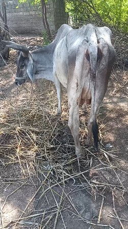 કાંકરેજ ગાય વેસવી