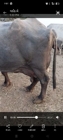 થંબનેલ 3