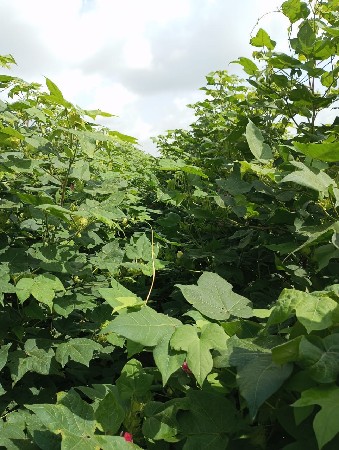 ખળેલી લેવાની છે