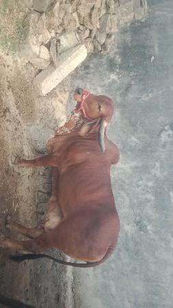 थंबनेल 3