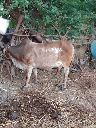 ગાય વેશવાનીછે