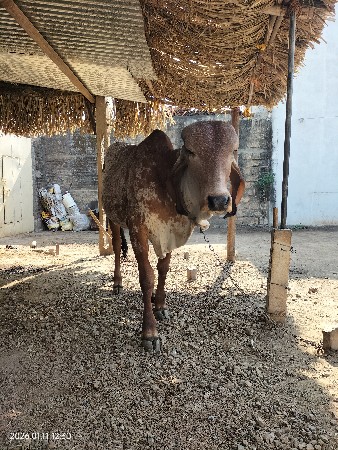 વાચડી વેચવાની છે