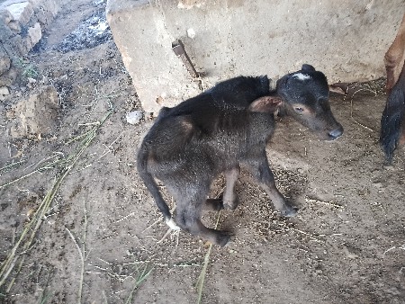 थंबनेल 2