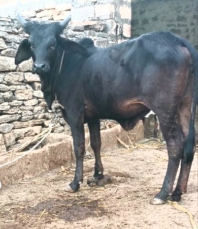 કાંકરેજ બ્લેક હોડકી વેચવાની છે