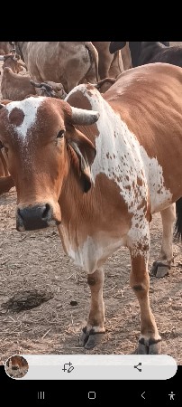 ઓડકી વેચવાની છે