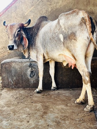 थंबनेल 5