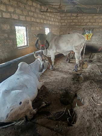 હોરકી વેસવાની છે