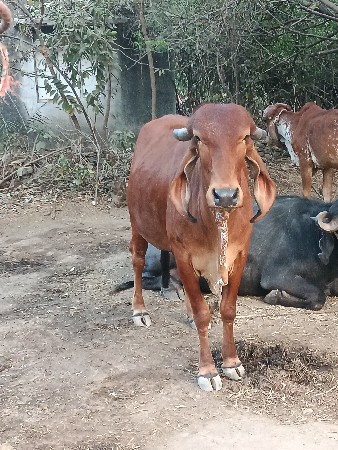 थंबनेल 3