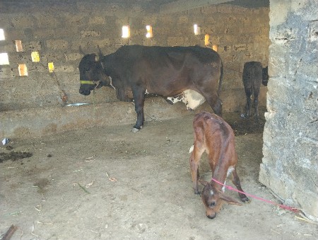 थंबनेल 1