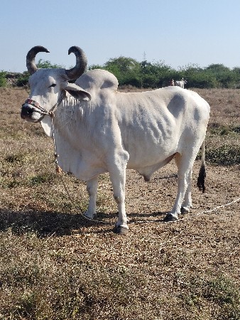 थंबनेल 3