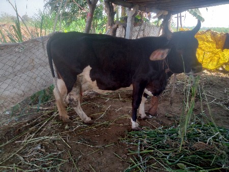 વેચવા ની છે