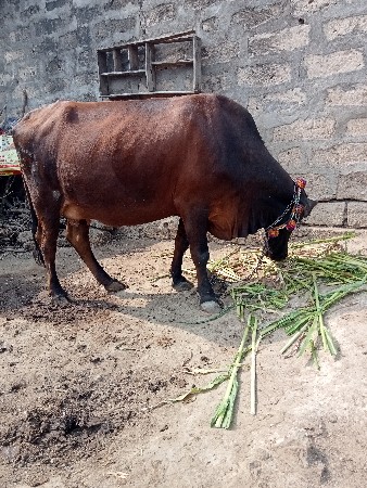 थंबनेल 2