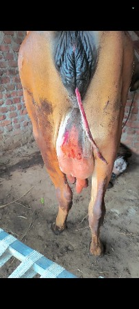 પેલું વેતર છે વેચવાની છે