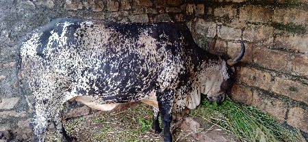 ગાય વેસવાની