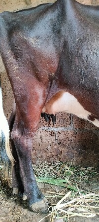 ગાય વેસવા ની છે