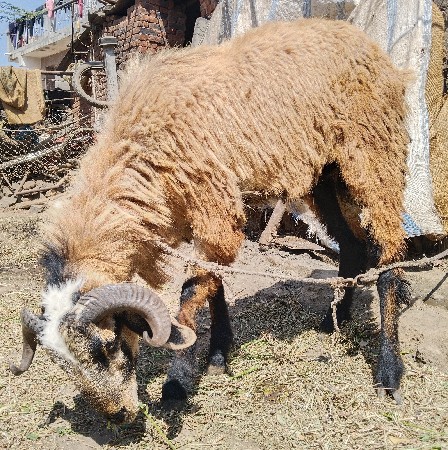 थंबनेल 3