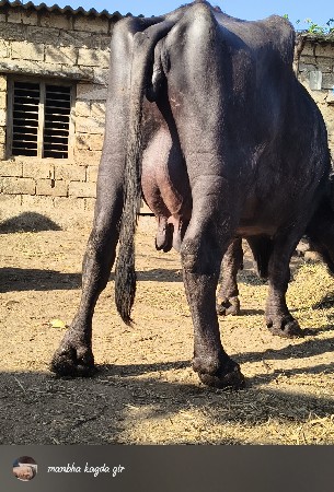 ભેંસ વેચવાની છે