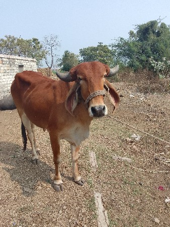 આ હોળકી વેચવાની છે