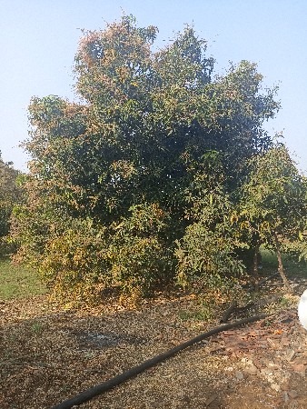 કેસર કેરીનો બગીચો ઇજારો દેવાનો છે