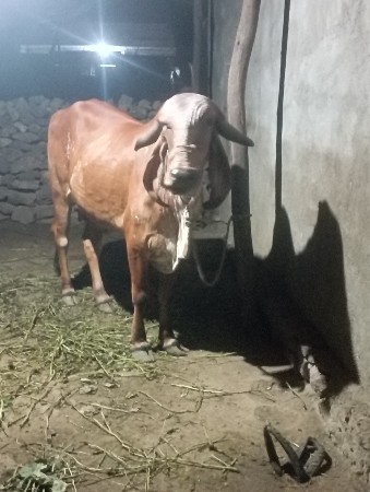 ઘોડી,વછેરી,ચાલે સાટા માં