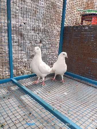 थंबनेल 3