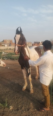 थंबनेल 2