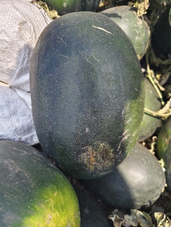 થંબનેલ 2