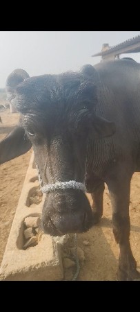 2 pela vetari khadeli vecha vani ch