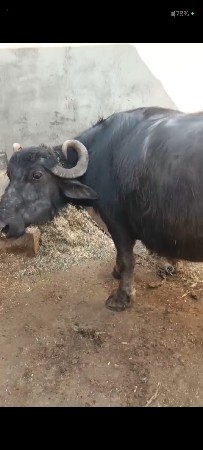 ભેંસ વેચવાની છે