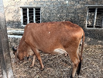 ગાય વેચવાની છે