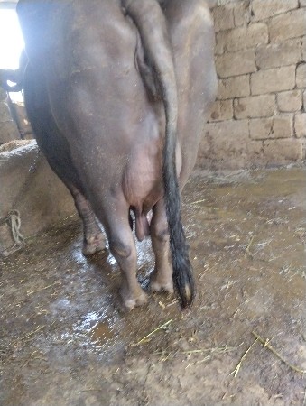 સિસોદિયા સાપરાજ ભાઈ નાનુભાઈ