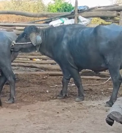 થંબનેલ 3