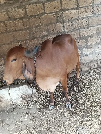 ગાય વેચવાની છે