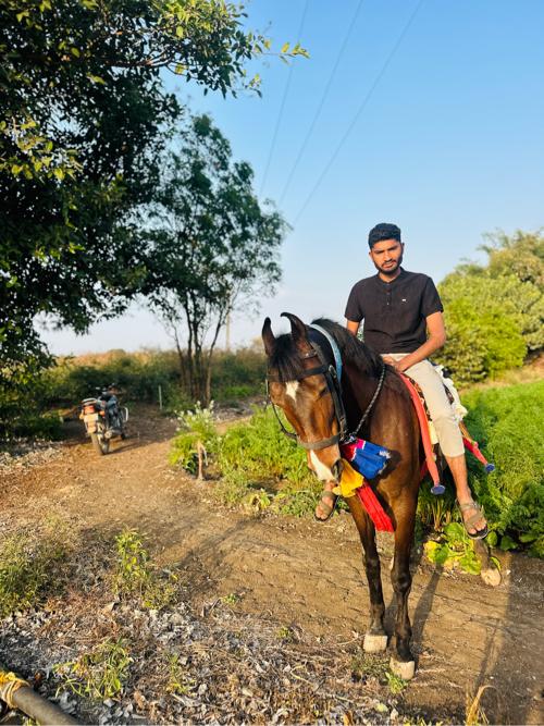 ઘોડી વસવાની સે કુમેડકયાડી સે રેવલ ૩૫હાલે સે 4વરસને7મહીનાની સે 4મહીનાની સભર સે બાલભમરીની કીલયરસે