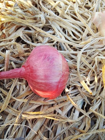 થંબનેલ 2