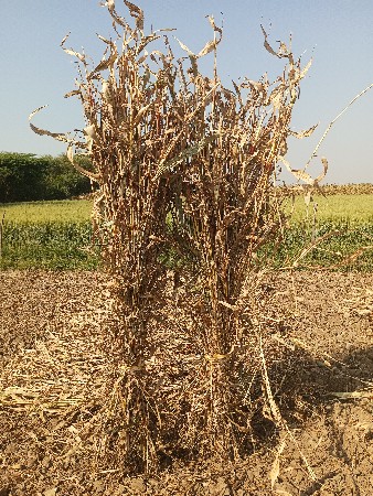 જુવાર ની નીરણ વેચવાની છે