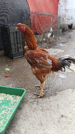 અસીલ મુરઘો દેવાનો છે