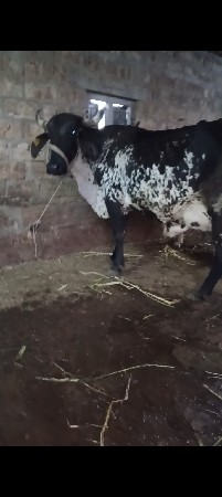 थंबनेल 6