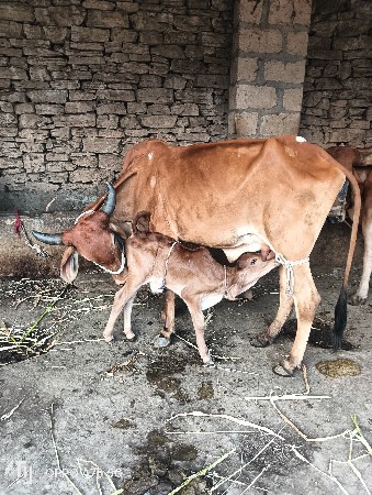 થંબનેલ 6