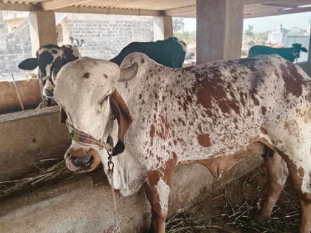 થંબનેલ 3