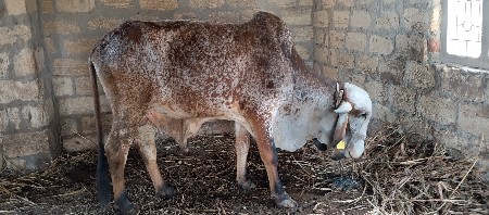 थंबनेल 3