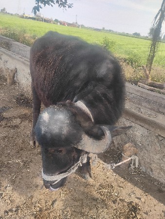 ખડેલી વેચવાની છે