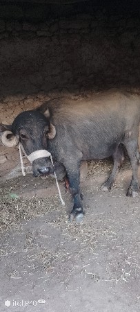 थंबनेल 2