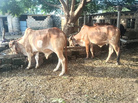 थंबनेल 2