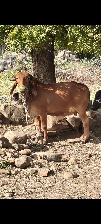 थंबनेल 3