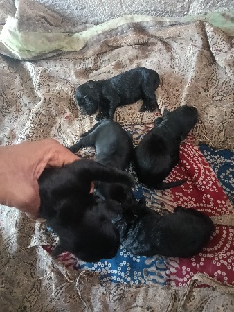 બ્લેક લેબ્રાડોર