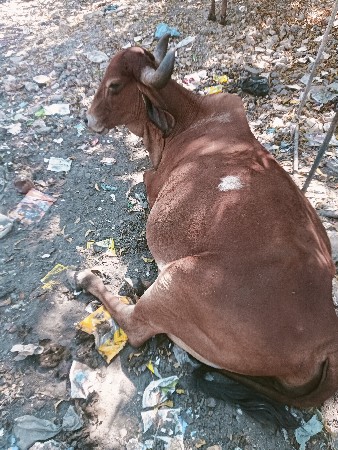 થંબનેલ 2