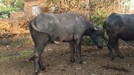 થંબનેલ 2