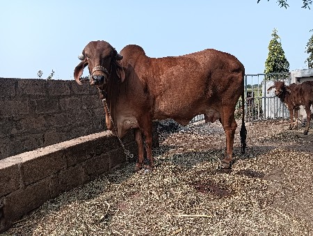 ગાય વેચવાની છે